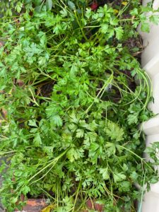 The lowdown on home grown, fresh herbs, because taste matters 11